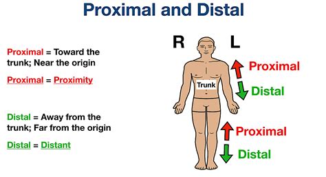 próxima meaning in english.